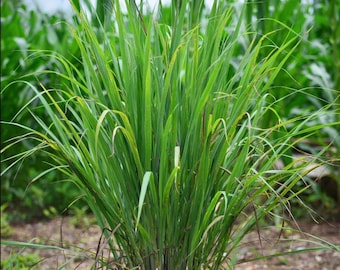 Lemon Grass Plant (true lemon grass)