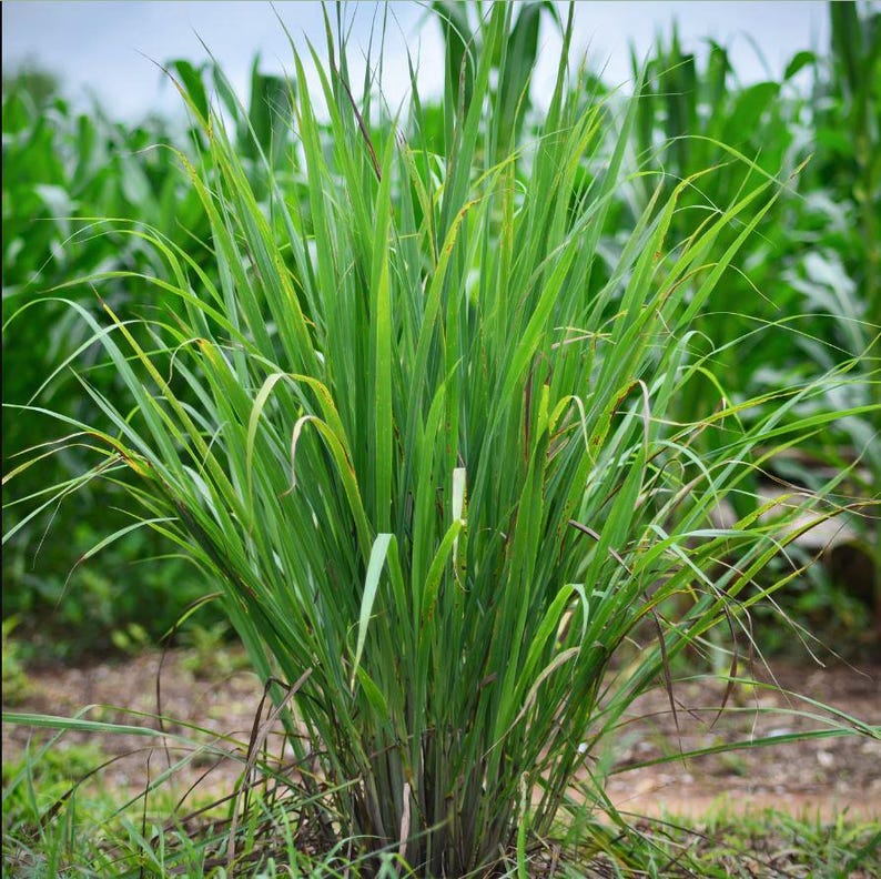 May include: A close-up of a lush green lemongrass plant growing in a field. The plant has long, narrow leaves and is surrounded by other plants.