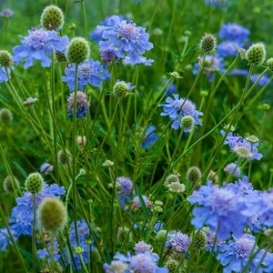 Scabiosa Butterfly Blue Plant, Pin cushion plant, Naturally grown. image 8