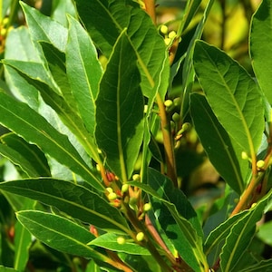 BAY TREE PLANT