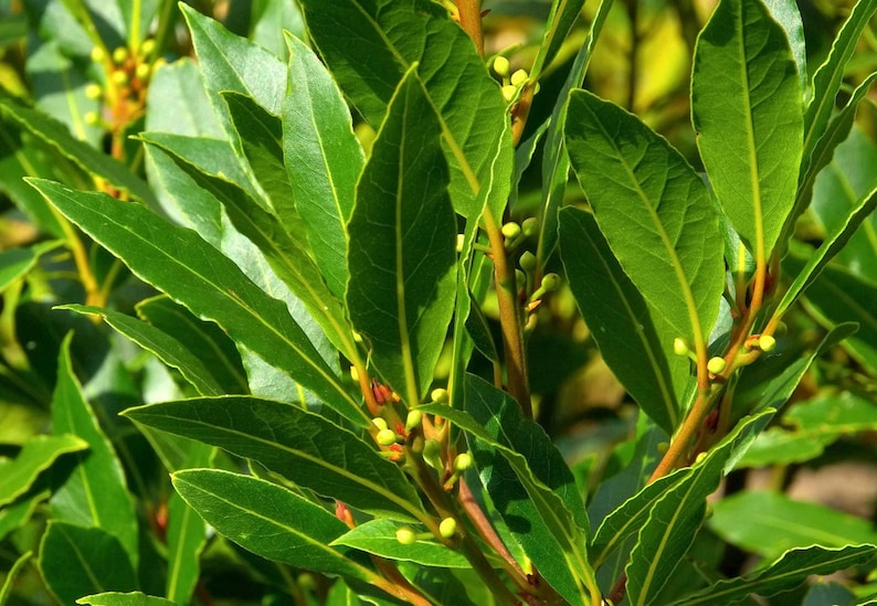 May include: Close-up of a bay laurel plant with vibrant green leaves and small, yellow-green buds. The leaves are elongated with prominent veins, and the stems are a reddish-brown color. The image showcases the fresh, natural appearance of the plant.