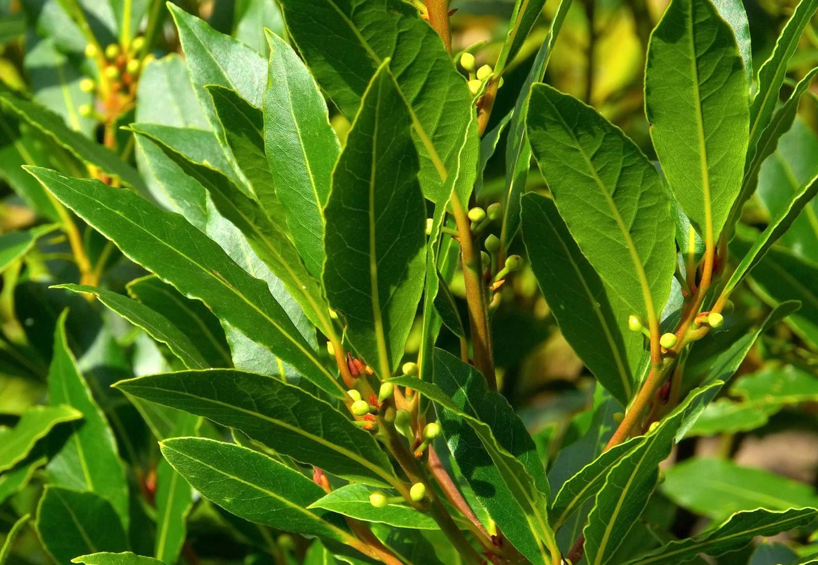 Planta laurel de jardin
