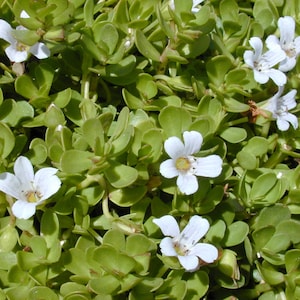 Bacopa Monnieri (Brahmi) water hyssop