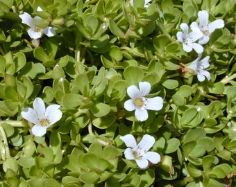 Bacopa Monnieri (Brahmi) water hyssop