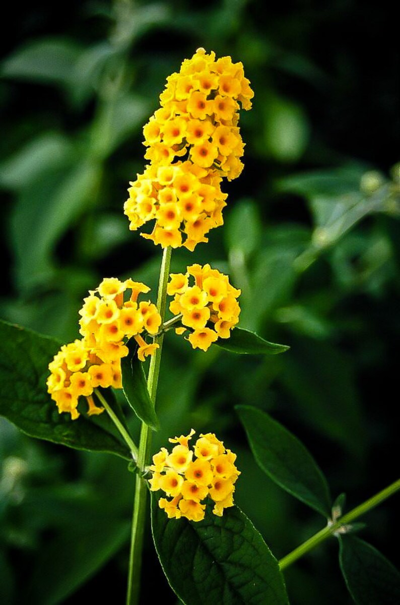 Yellow Butterfly Bush live Plant Etsy
