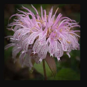 May include: Close-up of a pink bee balm flower with delicate, spotted petals and slender, upward-reaching stamens. The flower has a soft, textured appearance and is set against a blurred green background. The flower is in full bloom.