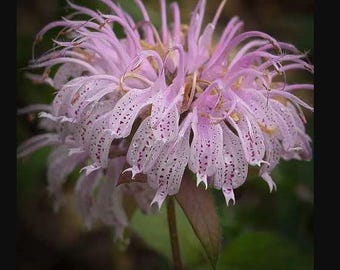 Midnight Oil Bee Balm (Monarda) – Live Organic Plant in 4” Pot