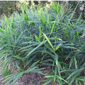 Organic Ginger Plants, grown in 4 inch pots