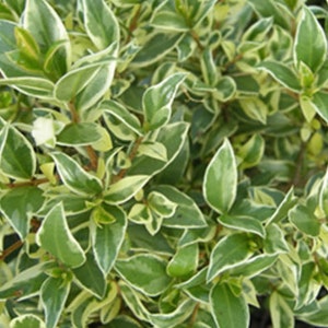 May include: A close-up shot of a plant with green and white variegated leaves. The leaves are a rich green with white edges, providing a strong contrast. The plant appears dense and healthy. The image highlights the natural beauty of the plant's foliage.