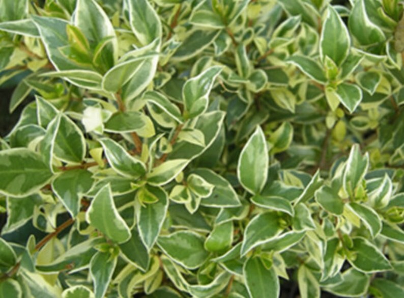 May include: A close-up shot of a plant with green and white variegated leaves. The leaves are a rich green with white edges, providing a strong contrast. The plant appears dense and healthy. The image highlights the natural beauty of the plant's foliage.
