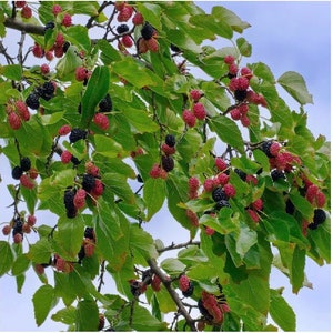 dwarf everbearing Mulberry