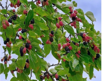dwarf everbearing Mulberry