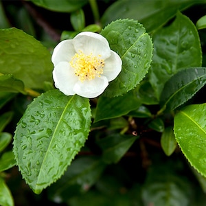 Green Tea plant, live Camellia sinensis "Sochi"