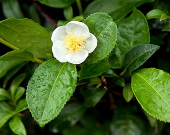 Green Tea plant, live Camellia sinensis "Sochi"
