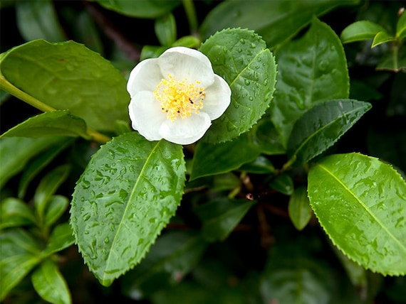 Green Tea plant, live Camellia sinensis "Sochi"