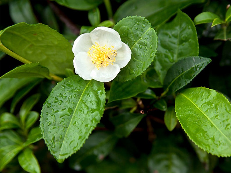 Pode incluir: Close-up de uma planta de ch&aacute; com folhas verdes vibrantes e uma delicada flor branca com centro amarelo. Gotas de &aacute;gua brilham nas folhas, real&ccedil;ando a textura e o frescor da planta. A imagem captura a beleza natural da planta de ch&aacute;.