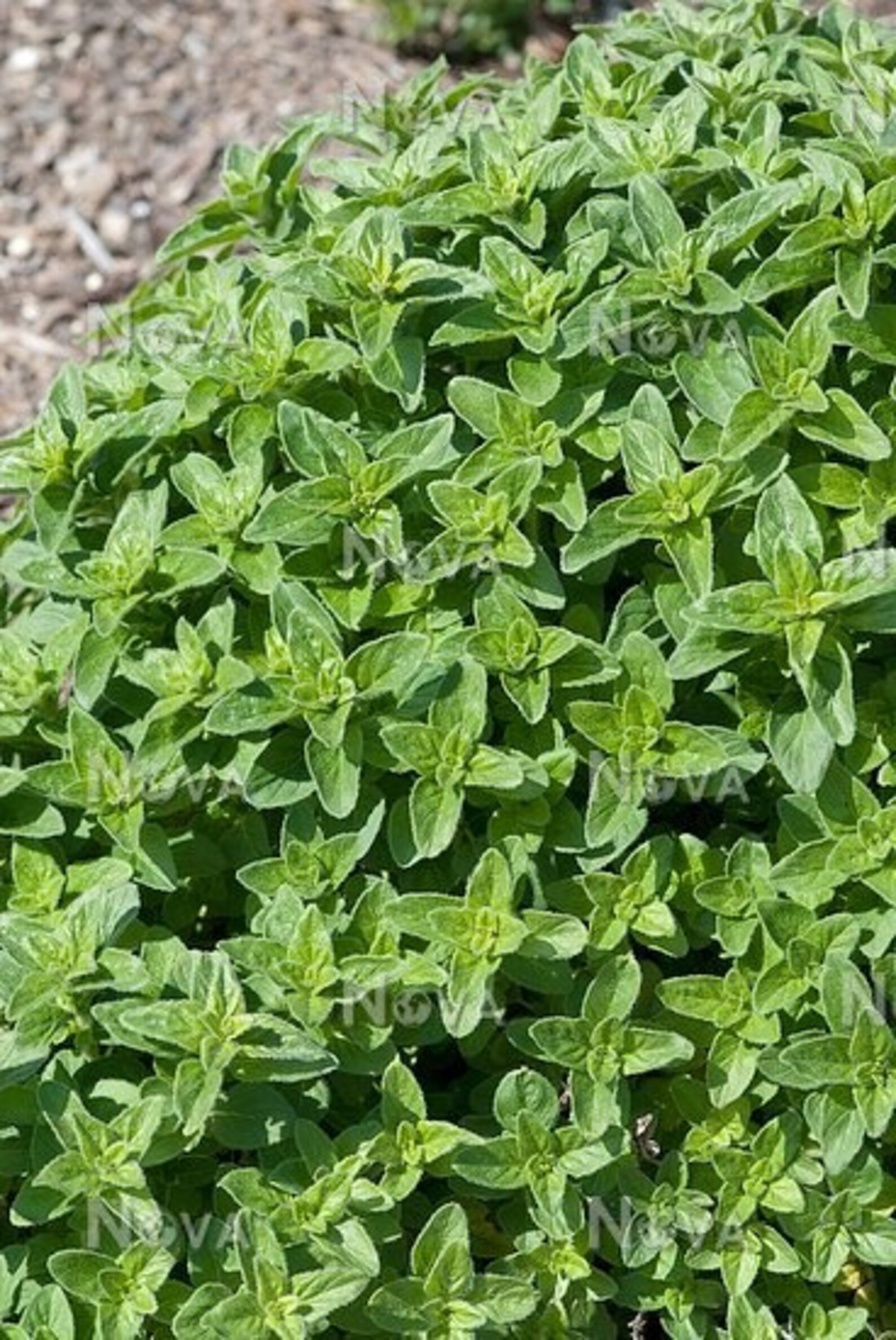 Sweet Marjoram plant organic Etsy