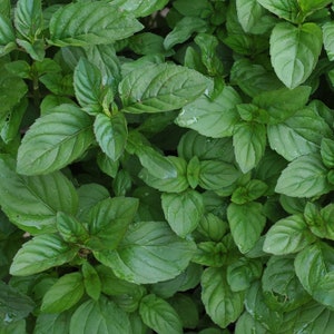 Lime Mint Plants growing in 4 in pots