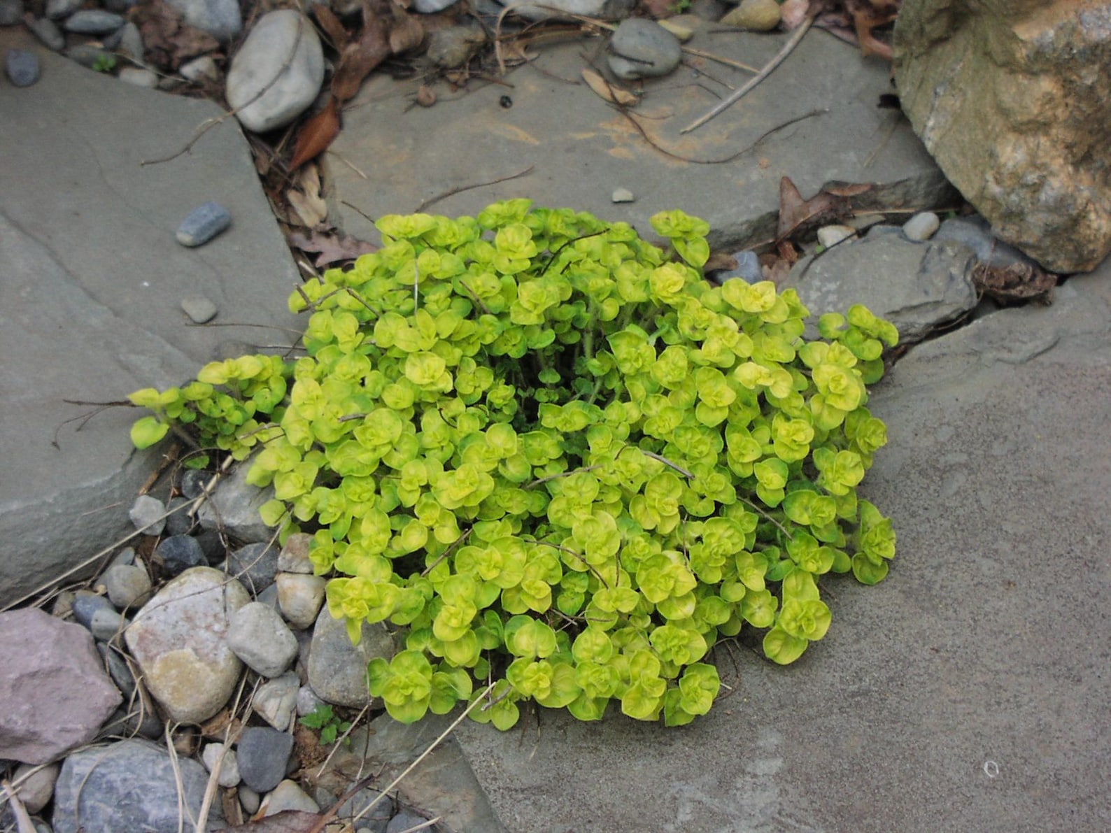 Golden Creeping Marjoram Plant golden Curly Oregano Etsy