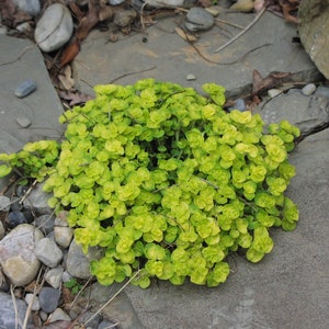 May include: A close-up of a patch of bright green groundcover growing between gray stones. The plant has small, rounded leaves and a lush, vibrant appearance.
