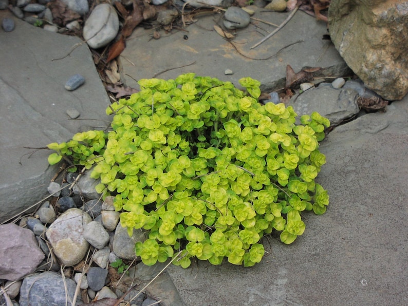May include: A close-up of a patch of bright green groundcover growing between gray stones. The plant has small, rounded leaves and a lush, vibrant appearance.