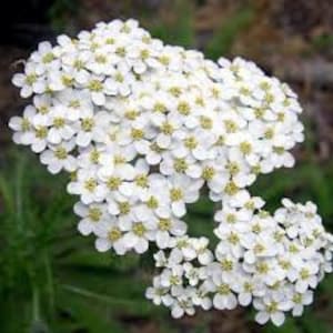 White Yarrow Plant (organic)