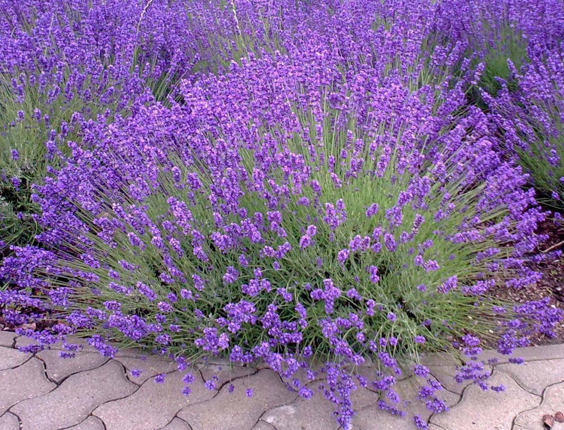 PROVENCE LAVENDER PLANT Etsy