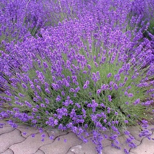 PROVENCE LAVENDER PLANT image 1