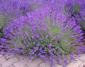 PROVENCE LAVENDER PLANT