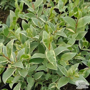 May include: A close-up shot of a green and white variegated shrub. The leaves are oval-shaped with creamy white edges. The plant has multiple stems and is densely packed, creating a full appearance. The image is well-lit, showcasing the plant's texture and colour variations.