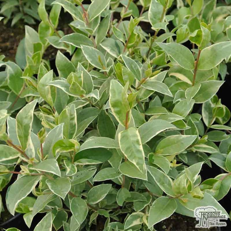 May include: A close-up shot of a green and white variegated shrub. The leaves are oval-shaped with creamy white edges. The plant has multiple stems and is densely packed, creating a full appearance. The image is well-lit, showcasing the plant's texture and colour variations.