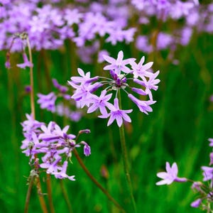 Society Garlic plants (organic) Tulbaghia Violacea