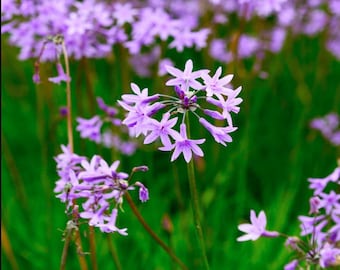 Society Garlic plants (organic) Tulbaghia Violacea