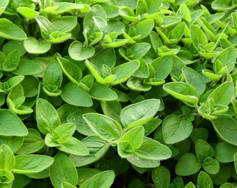 Sweet Marjoram (live Plant)