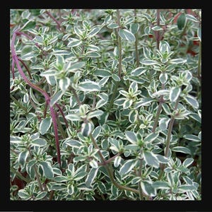 Silver Thyme plant (organic)