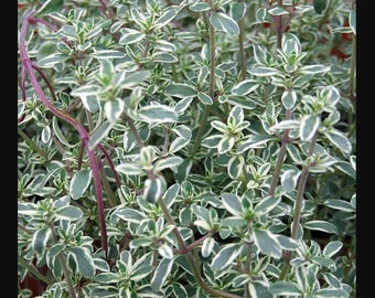 Silver Thyme plant (organic)
