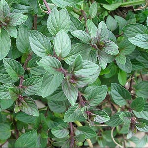 May include: Close-up of fresh mint plants with vibrant green leaves and reddish-purple stems. The leaves are oval-shaped with textured surfaces. The image showcases the plant's natural growth and detail, perfect for culinary or gardening themes.