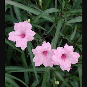May include: Close-up of three pink flowers with dark pink centers, surrounded by long, green leaves. The flowers have a delicate, textured appearance, and the leaves provide a contrasting backdrop.