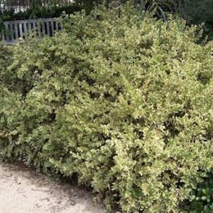May include: A large shrub with variegated green and cream-coloured leaves. The shrub is dense and full, with a rounded shape. It is planted next to a paved walkway and a wooden bench.