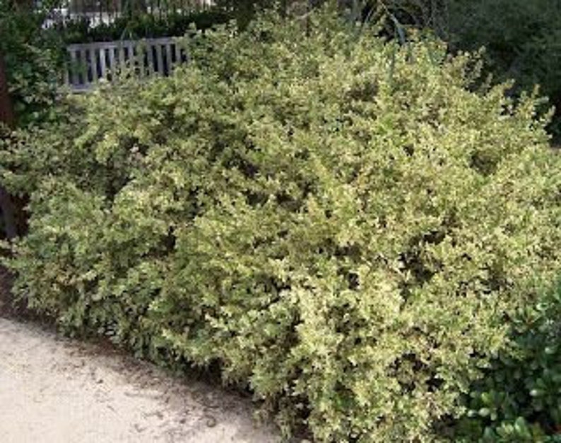 May include: A large shrub with variegated green and cream-coloured leaves. The shrub is dense and full, with a rounded shape. It is planted next to a paved walkway and a wooden bench.