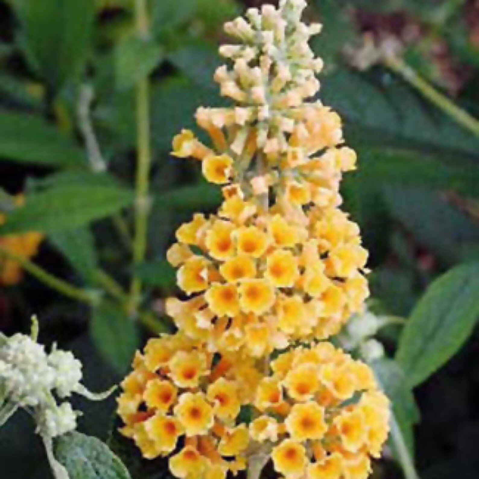 Yellow Butterfly Bush live Plant Etsy