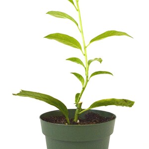 Organic Night blooming Jasmine cestrum Nocturnum Plant grown in 4 inch pot image 4