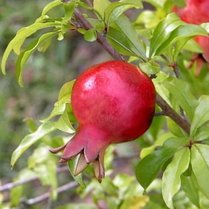 Dwarf Pomegranate plant