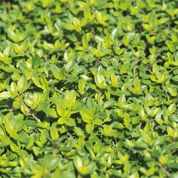 Golden Lime Thyme (live plant)