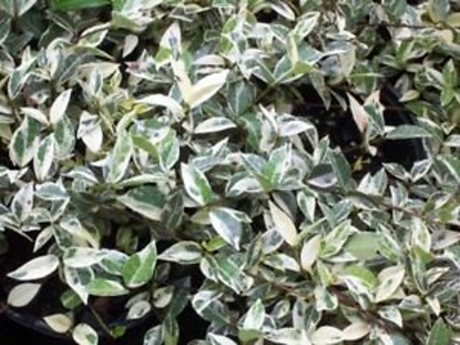 Variegated Star jasmine plants variegated confederate | Etsy