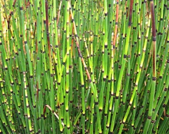 Horsetail Plant (organic) Scouring rush plant
