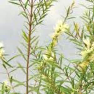 Tea Tree Melaleuca alternifolia Plant image 5