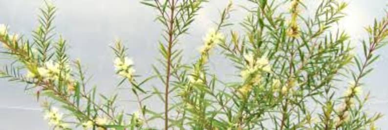 Tea Tree Melaleuca alternifolia Plant image 5