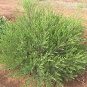 Tea Tree Melaleuca alternifolia Plant image 2