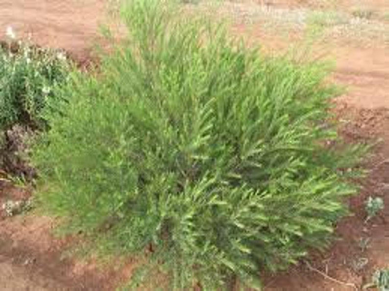 Tea Tree Melaleuca alternifolia Plant image 2